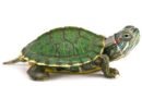 [COMBO] Red Eared Slider Turtle 2 P, UV Light 1 P, Stand 1P, 2 Tokyo Gold 45g