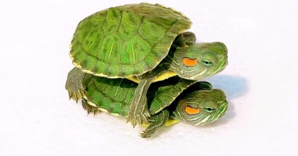 red eared slider turtle