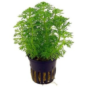 Premier Plants Ambulia