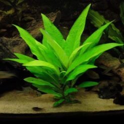 Premier Plants Hygrophila Corymbosa