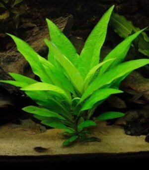 Premier Plants Hygrophila Corymbosa