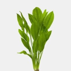 Amazon Sword Aquarium Live Plants