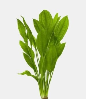 Amazon Sword Aquarium Live Plants