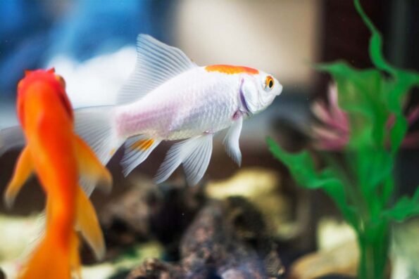 goldfish care