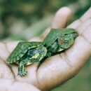 Turtle adopt