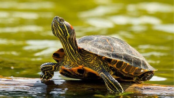 Red Eared Slider Turtle - Species of tortoise