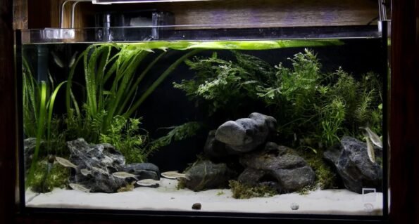 THefishkart A Glass Aquarium