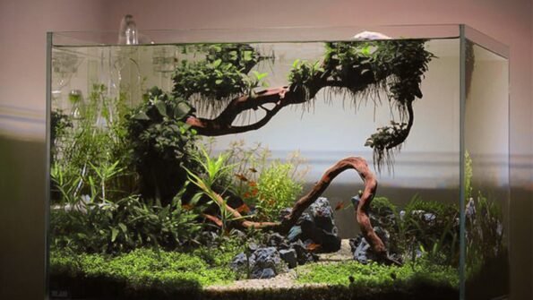best fish tank thefishkart aquarium