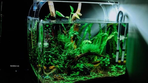 antique aquarium