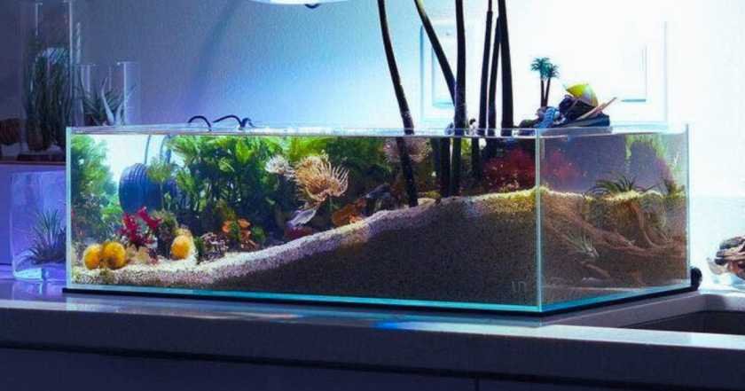 The Science Behind Cleaning Aquariums vs. Ponds: Understanding the Need for Maintenance